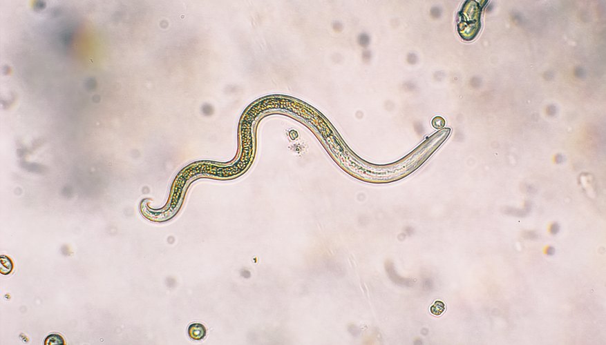 Fungal Parasites of Insects and Nematodes